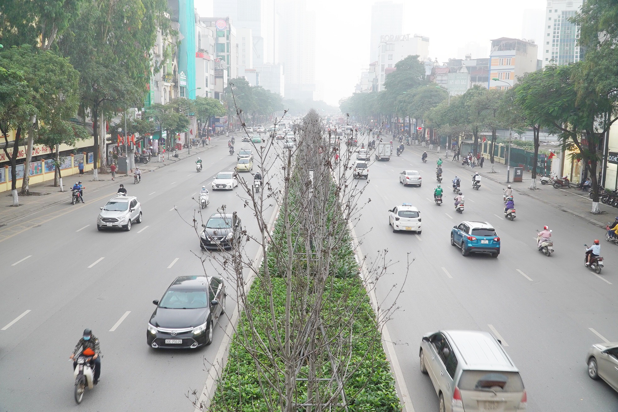 Thay phong lá đỏ bằng bàng lá nhỏ: &quot;Tại sao cứ phải cây ngoại lai trong khi Việt Nam có nhiều cây hoa đẹp?&quot; - Ảnh 2.