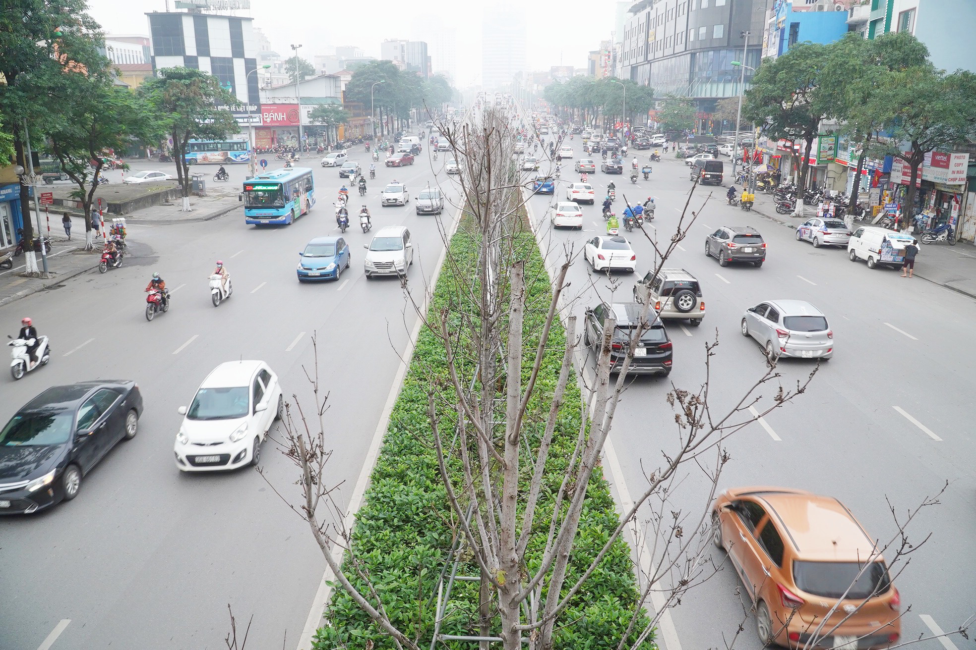 Hà Nội thay thế hàng cây phong lá đỏ bằng bàng lá nhỏ, chuyên gia cây xanh nói gì? - Ảnh 1.