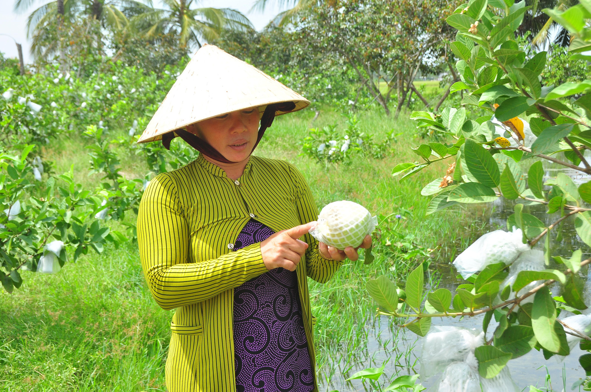 Sóc Trăng: Nông dân trồng ổi đứng ngồi trông thương lái tới mua - Ảnh 7.