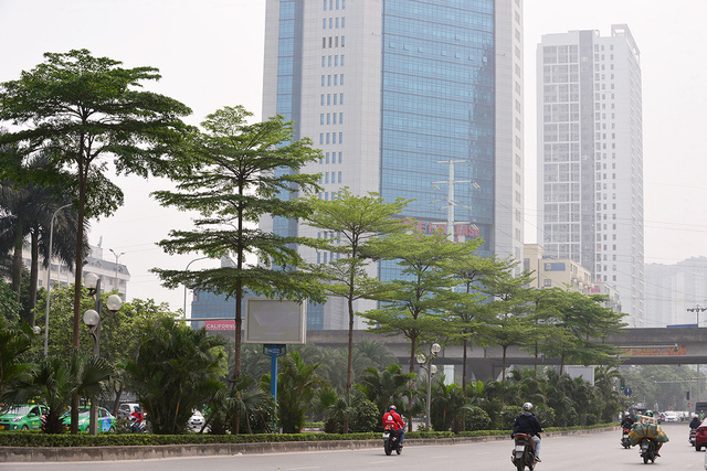 Công ty cây xanh nói gì khi trồng bàng lá nhỏ thay phong lá đỏ trên tuyến đường đẹp nhất Hà Nội? - Ảnh 4.