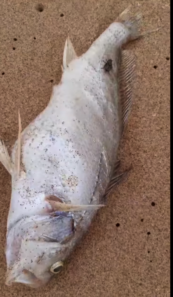 Dân hoang mang khi cá chết hàng loạt, nằm rải rác dọc theo bãi biển - Ảnh 5.