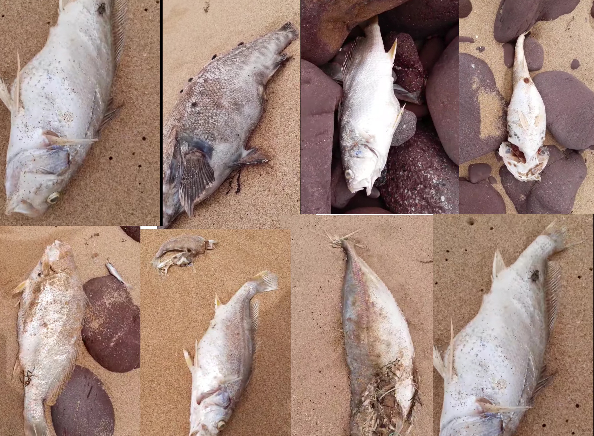Dân hoang mang khi cá chết hàng loạt, nằm rải rác dọc theo bãi biển - Ảnh 1.