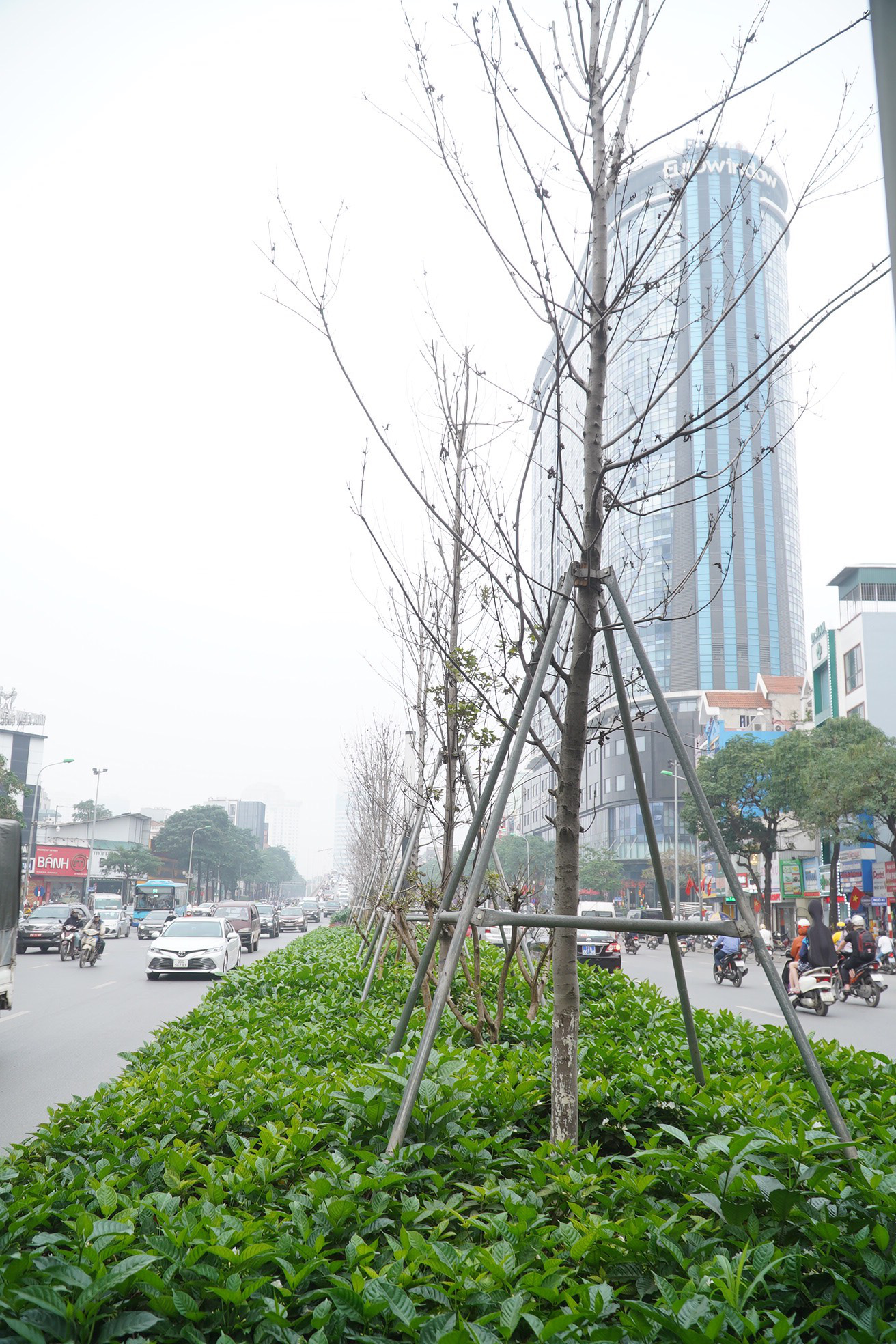 Công ty cây xanh nói gì khi trồng bàng lá nhỏ thay phong lá đỏ trên tuyến đường đẹp nhất Hà Nội? - Ảnh 2.