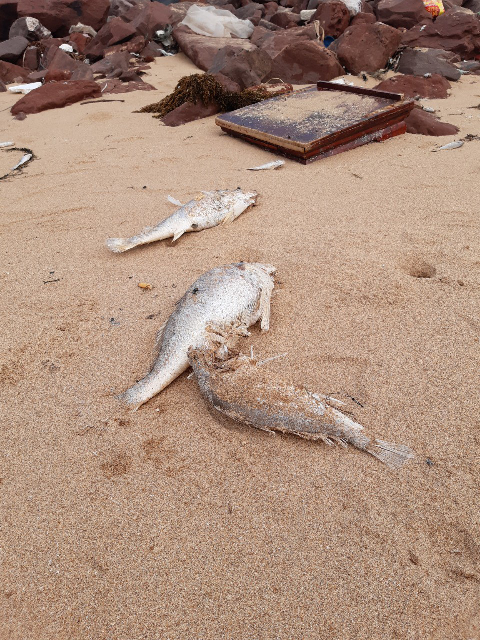 Dân hoang mang khi cá chết hàng loạt, nằm rải rác dọc theo bãi biển - Ảnh 10.
