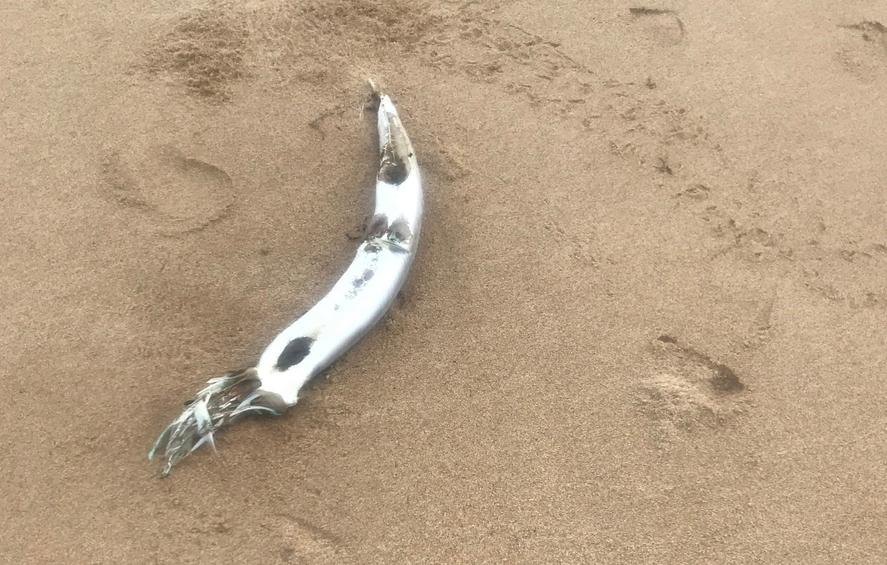 Dân hoang mang khi cá chết hàng loạt, nằm rải rác dọc theo bãi biển - Ảnh 7.
