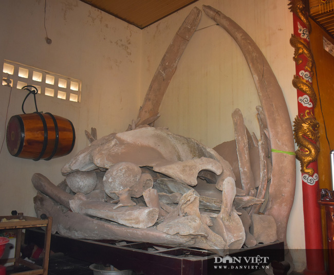 Về ngôi làng tuổi đời gần 400 năm với hai bộ xương cá voi cổ và lớn nhất Việt Nam - Ảnh 1.