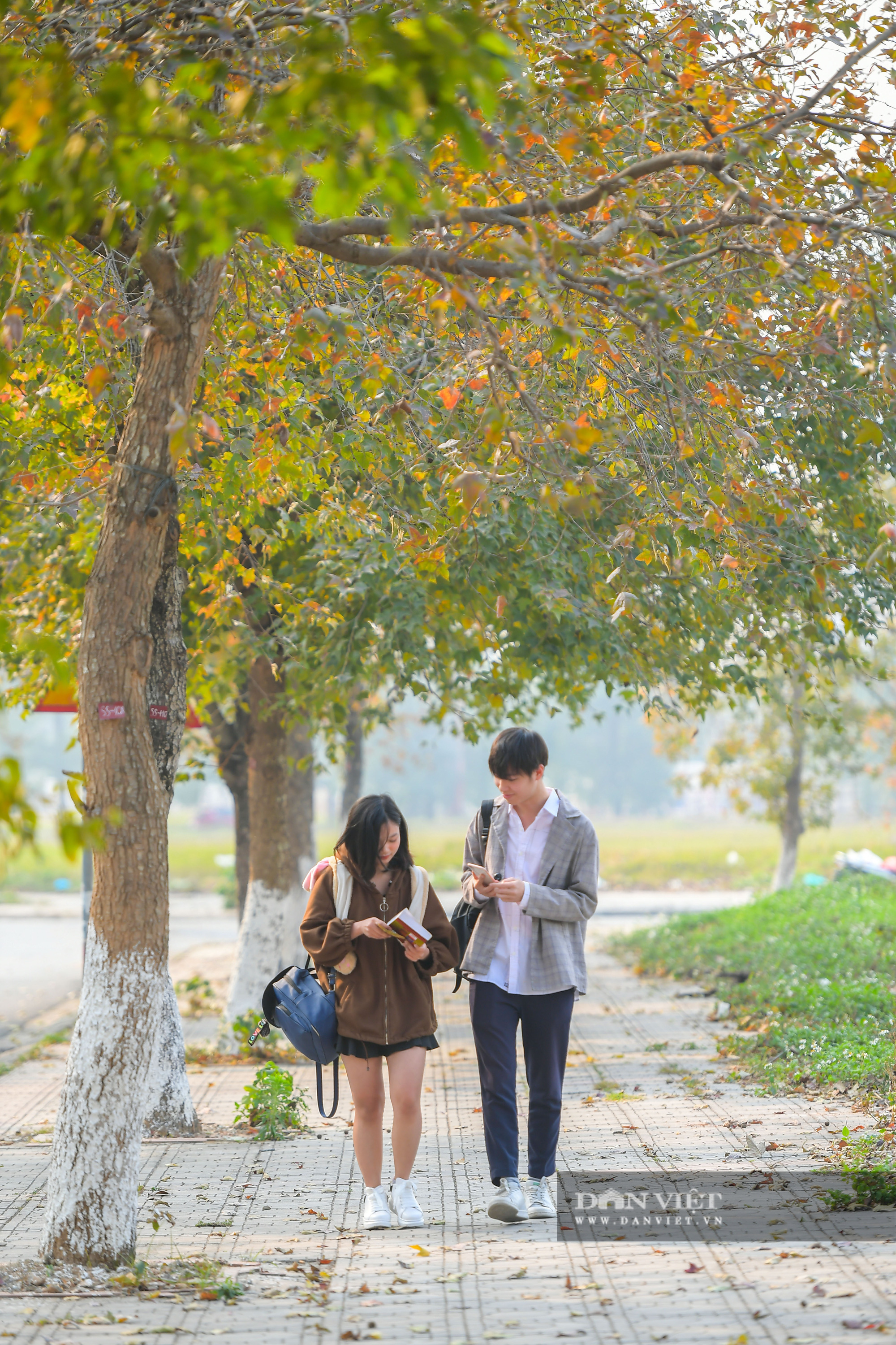 Hà Nội thay thế hàng cây phong lá đỏ bằng bàng lá nhỏ, chuyên gia cây xanh nói gì? - Ảnh 5.