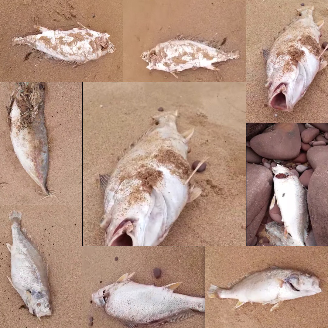 Dân hoang mang khi cá chết hàng loạt, nằm rải rác dọc theo bãi biển - Ảnh 3.