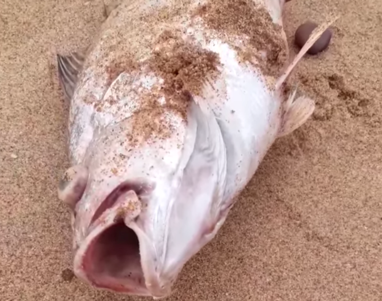 Dân hoang mang khi cá chết hàng loạt, nằm rải rác dọc theo bãi biển - Ảnh 2.