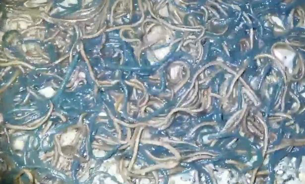 Hàng nghìn con giun trôi dạt vào bãi biển một cách bí ẩn khiến nước trở nên đục ngầu - Ảnh 4.