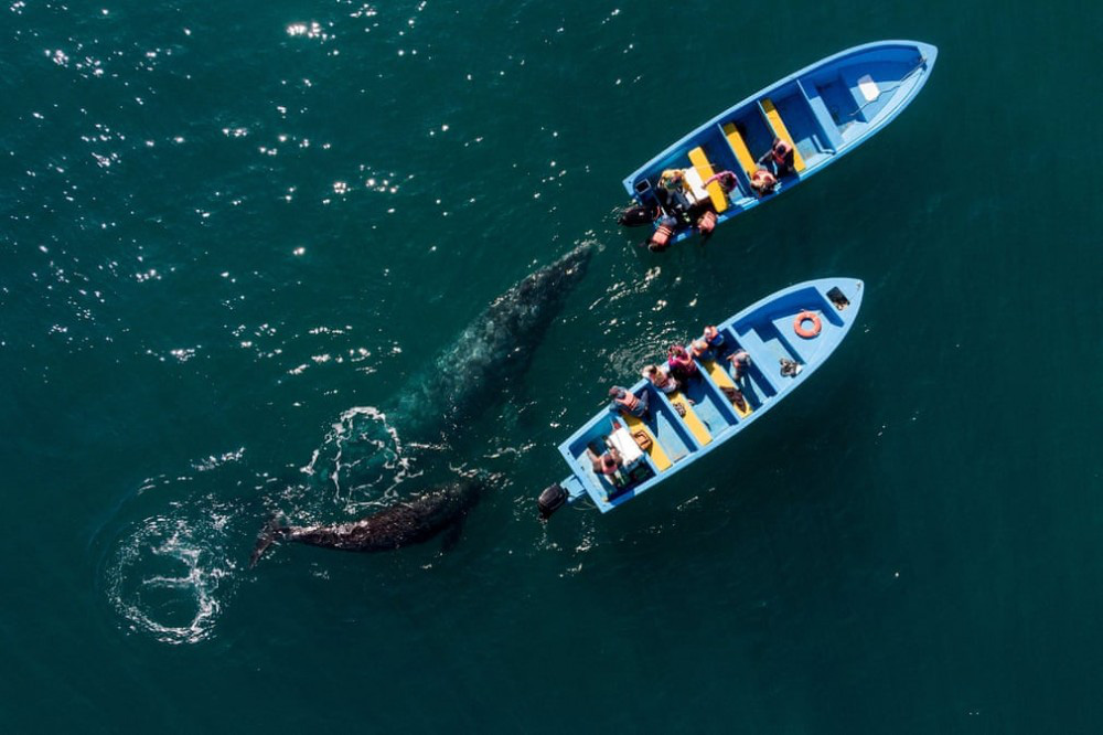 Trải nghiệm chơi đùa cùng cá voi xám khổng lồ ở Mexico - Ảnh 2.