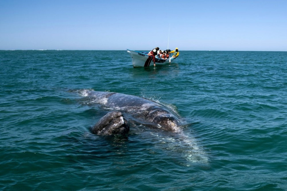 Trải nghiệm chơi đùa cùng cá voi xám khổng lồ ở Mexico - Ảnh 3.