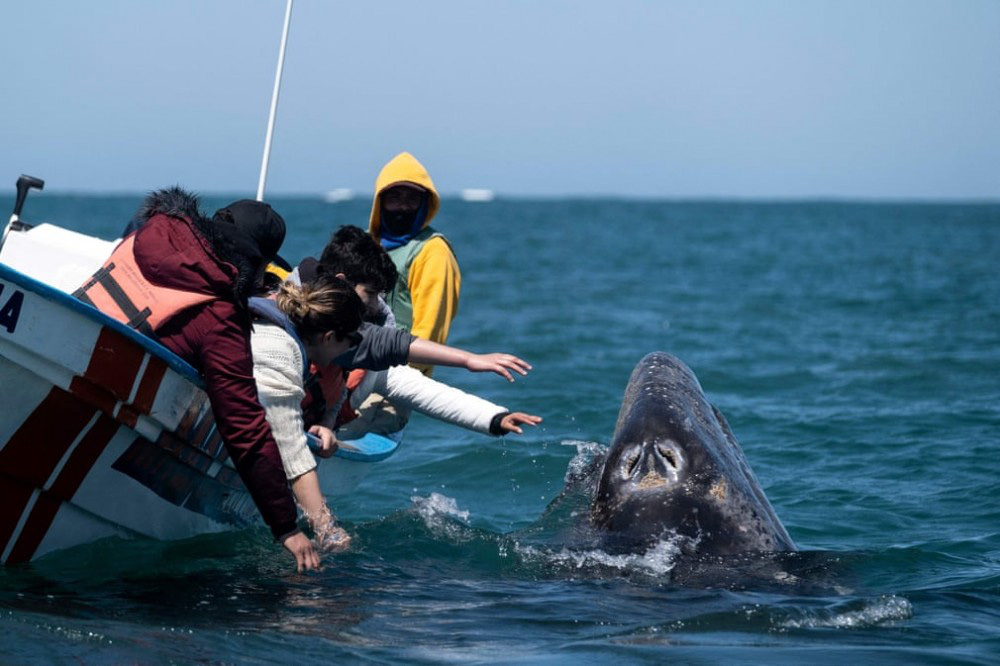 Trải nghiệm chơi đùa cùng cá voi xám khổng lồ ở Mexico - Ảnh 4.