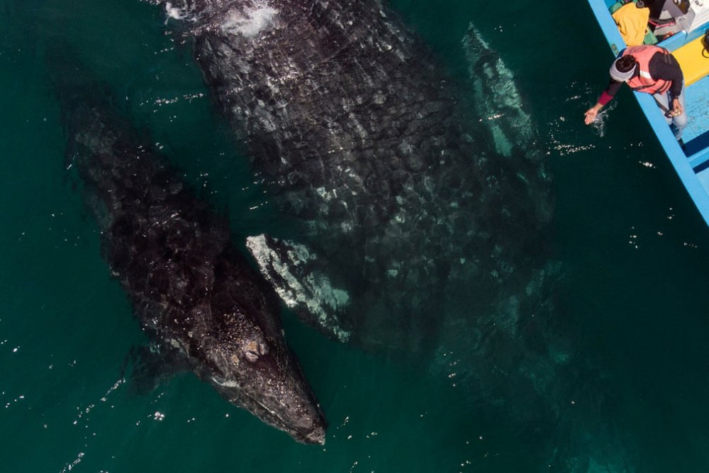 Trải nghiệm chơi đùa cùng cá voi xám khổng lồ ở Mexico - Ảnh 6.