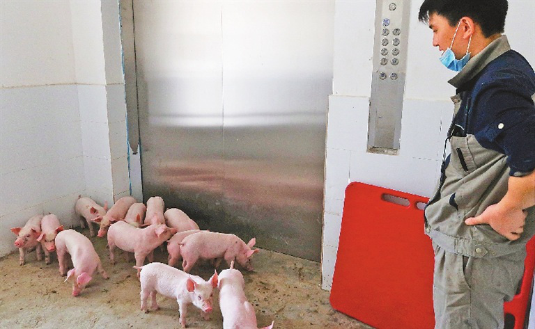 Chuyện lạ có thật: Xây khách sạn cao 9 tầng, lắp thang máy xịn sò chỉ để nuôi... lợn - Ảnh 2.