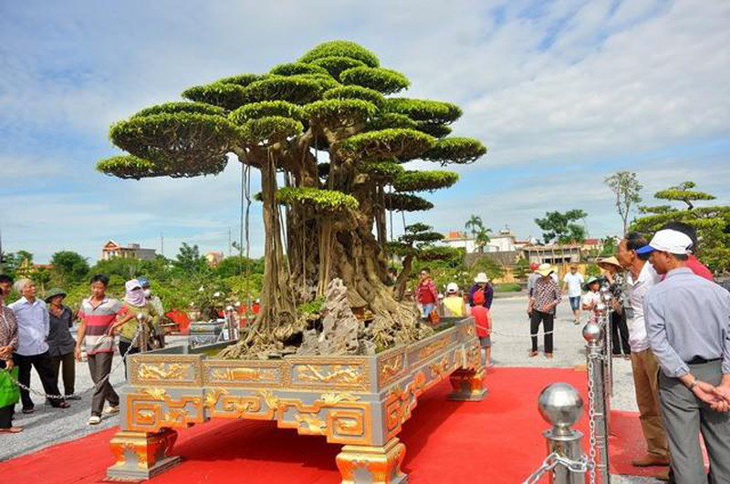 Xôn xao những thương vụ ngã giá &quot;quái cây&quot; mang thế cổ - độc - hiếm, dân chơi cây vừa ngắm vừa xuýt xoa - Ảnh 2.