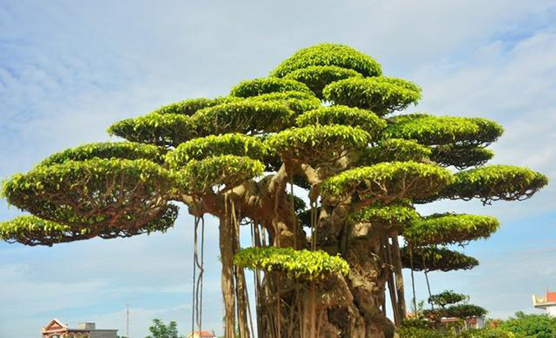 Xôn xao những thương vụ ngã giá &quot;quái cây&quot; mang thế cổ - độc - hiếm, dân chơi cây vừa ngắm vừa xuýt xoa - Ảnh 4.