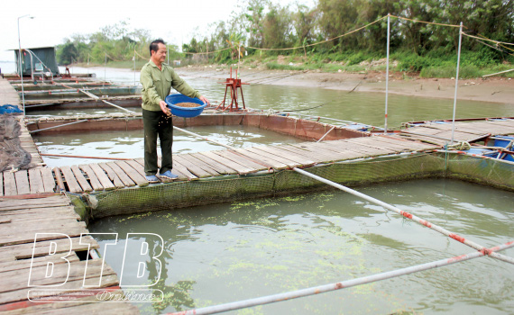 Thái Bình: Đến khổ, cá to nằm đầy ao, trông ngóng mãi mà bóng dáng thương lái vẫn &quot;biệt tăm&quot; - Ảnh 1.