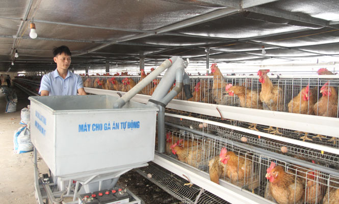 Thái Nguyên: Tỷ phú nông dân sáng chế máy cho gà ăn tự động, loáng cái đã chăm xong đàn gà hàng ngàn con - Ảnh 1.