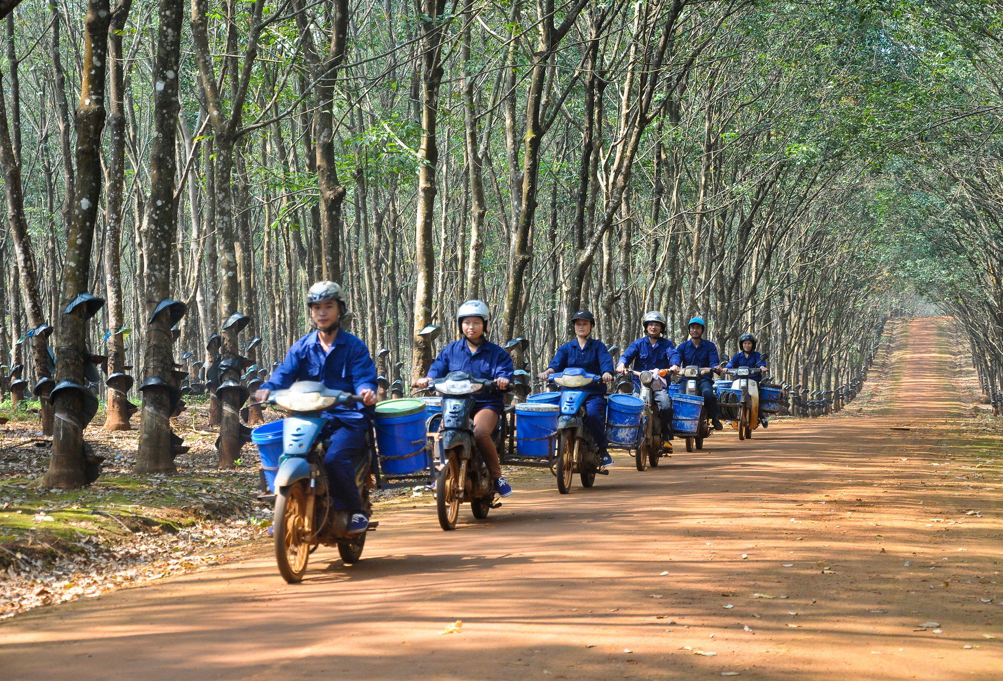 Giá cao su - Ảnh 1.