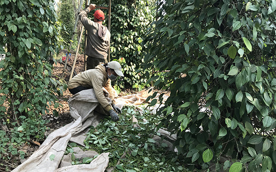 Đắk Lắk: Giá tiêu tăng dân vùng đất này vừa mừng thì lại đã lo sốt vó bởi cây tiêu đang mắc bệnh dịch gì?