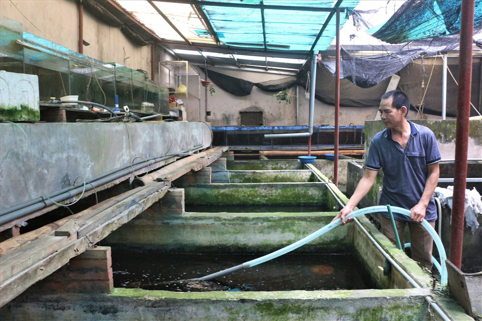 Nuôi cá chọi giữa thủ đô Hà Nội, ban đầu nuôi cho khuây khỏa, ai ngờ sau lại kiếm nửa tỷ đồng mỗi năm - Ảnh 1.