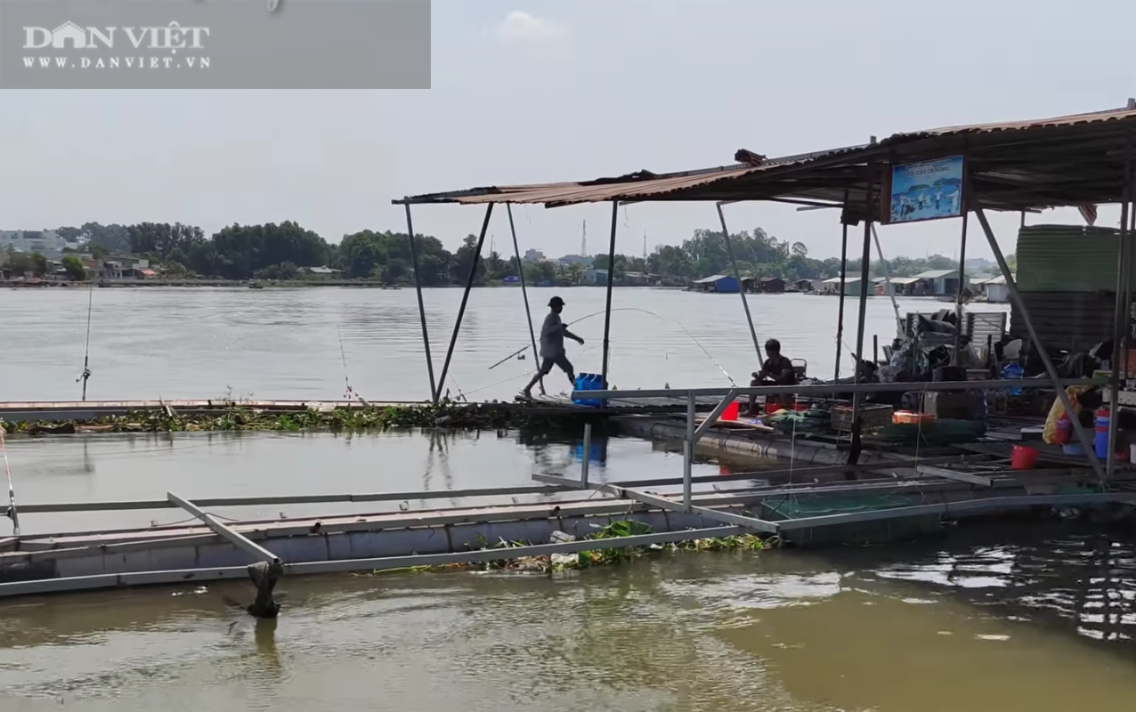 Giá cá hôm nay 1/5: Cá lóc, diêu hồng mất “nhiều giá”, cá tra … tăng nhẹ - Ảnh 2.