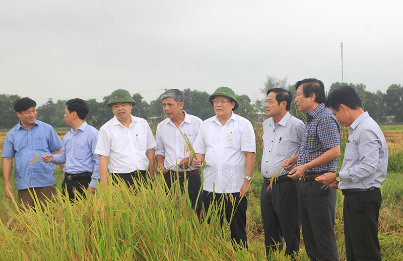 Cần sớm thành lập sàn giao dịch lúa, gạo tại Quảng Trị - Ảnh 2.