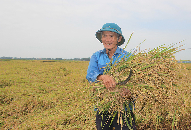 Cần sớm thành lập sàn giao dịch lúa, gạo tại Quảng Trị - Ảnh 1.