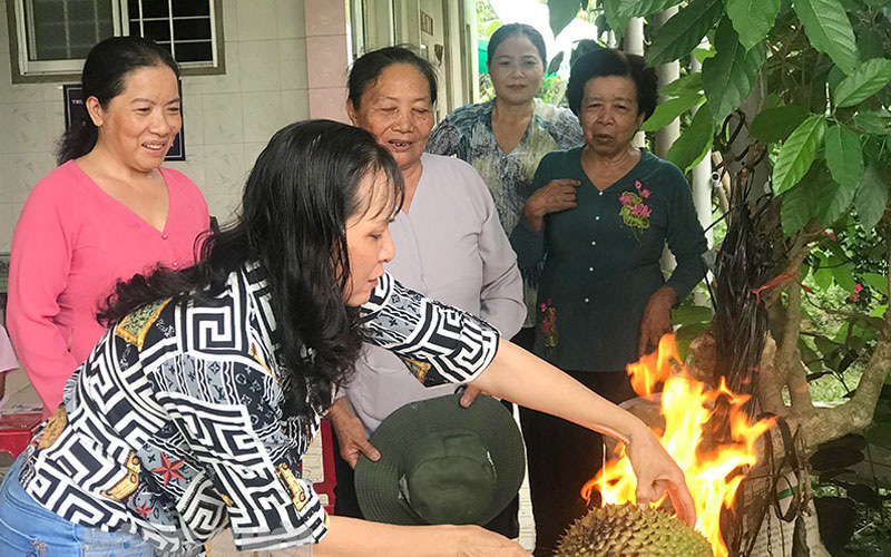 Bến Tre: Trồng sầu riêng trái chín cây rồi đem đi nướng lên, trái nứt ra đưa cho khách ăn thử, cái kết bất ngờ