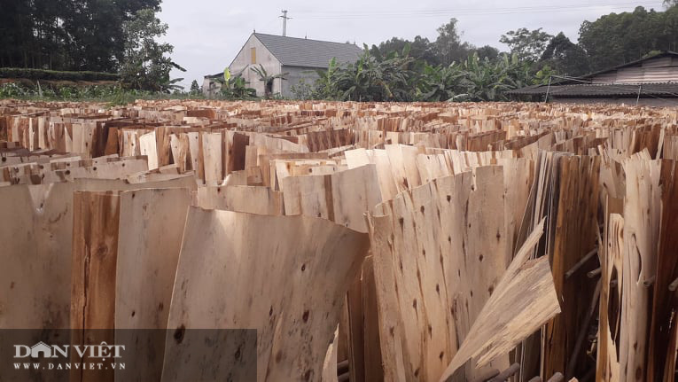 Thái Nguyên lão nông thu nhập hàng tỷ đồng từ nghề trồng rừng bóc gỗ - Ảnh 5.