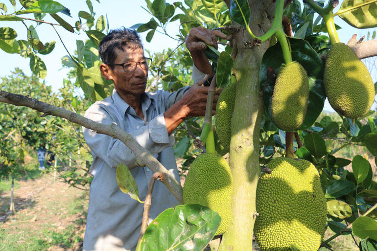 Phú Yên: Ngắm những cây mít Thái ra trái đẹp trên đồi hoang của ông nông dân U70 - Ảnh 1.