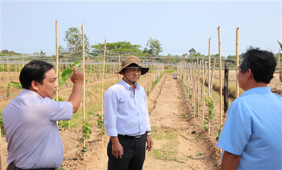 Trà Vinh đang trồng thử nghiệm giống nho gì của tỉnh Ninh Thuận, ăn tươi hay làm rượu vang? - Ảnh 1.