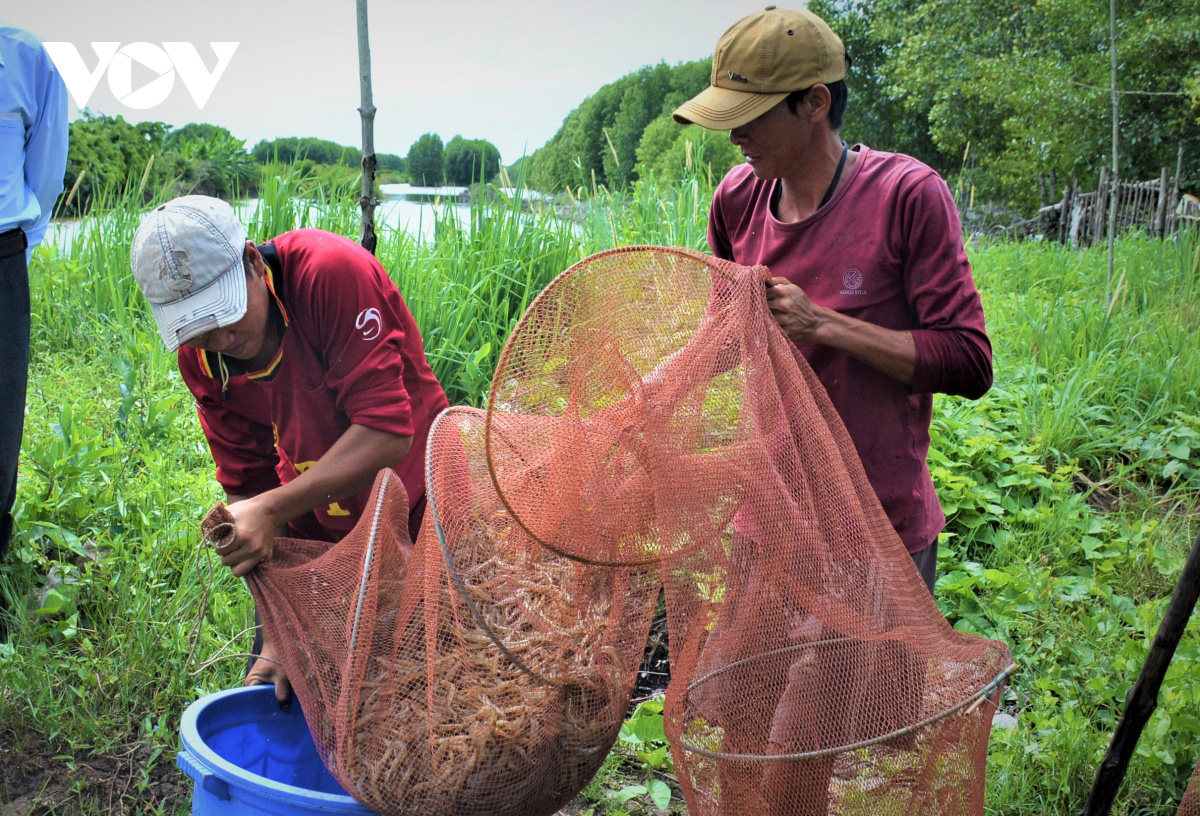 Đây là lí do mà “Tôm khô Rạch Gốc” - đặc sản khô ngon nhất đến từ vùng đất Cà Mau làm không đủ bán - Ảnh 12.