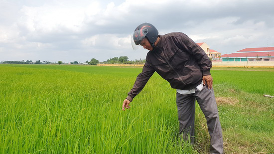 Tây Ninh: Trồng lúa cả tháng, nông dân mới &quot;ngã ngửa&quot; vì xuất hiện lúa &quot;hai tầng&quot;, có cả lúa &quot;ma&quot; - Ảnh 1.