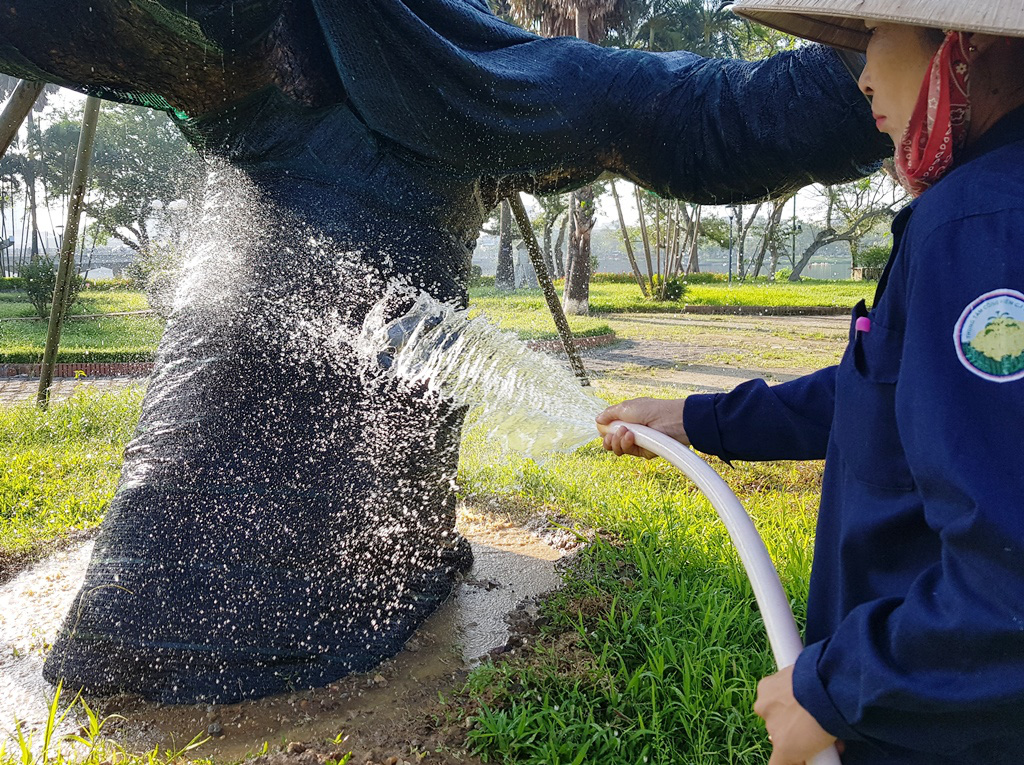 Trên cả tuyệt vời, sau 5 tháng &quot;cấp cứu&quot;, cây xà cừ hơn 100 năm tuổi ở Huế đã mọc đầy chồi biếc - Ảnh 3.