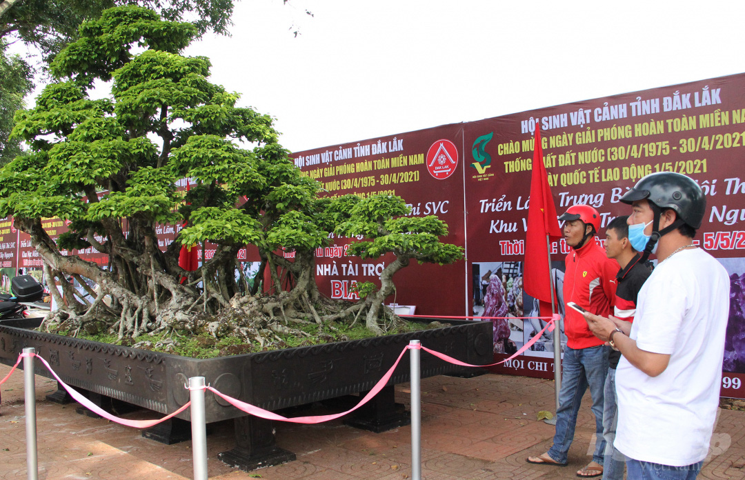 Đăk Lăk: Cây sanh cổ rong rêu phủ đầy có chu vi bộ rễ 10m, cao 3,7m, trả giá nào chủ cũng lắc đầu - Ảnh 10.