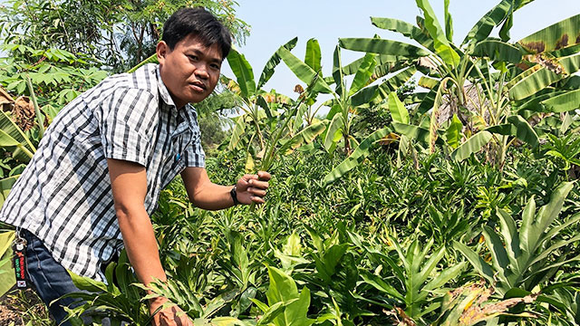 Chuyện lạ: Nông dân thành phố trồng la liệt rau dại trước ăn chống đói nay đắt hàng, cắt đến đâu lái &quot;khuân&quot; đi hết - Ảnh 1.