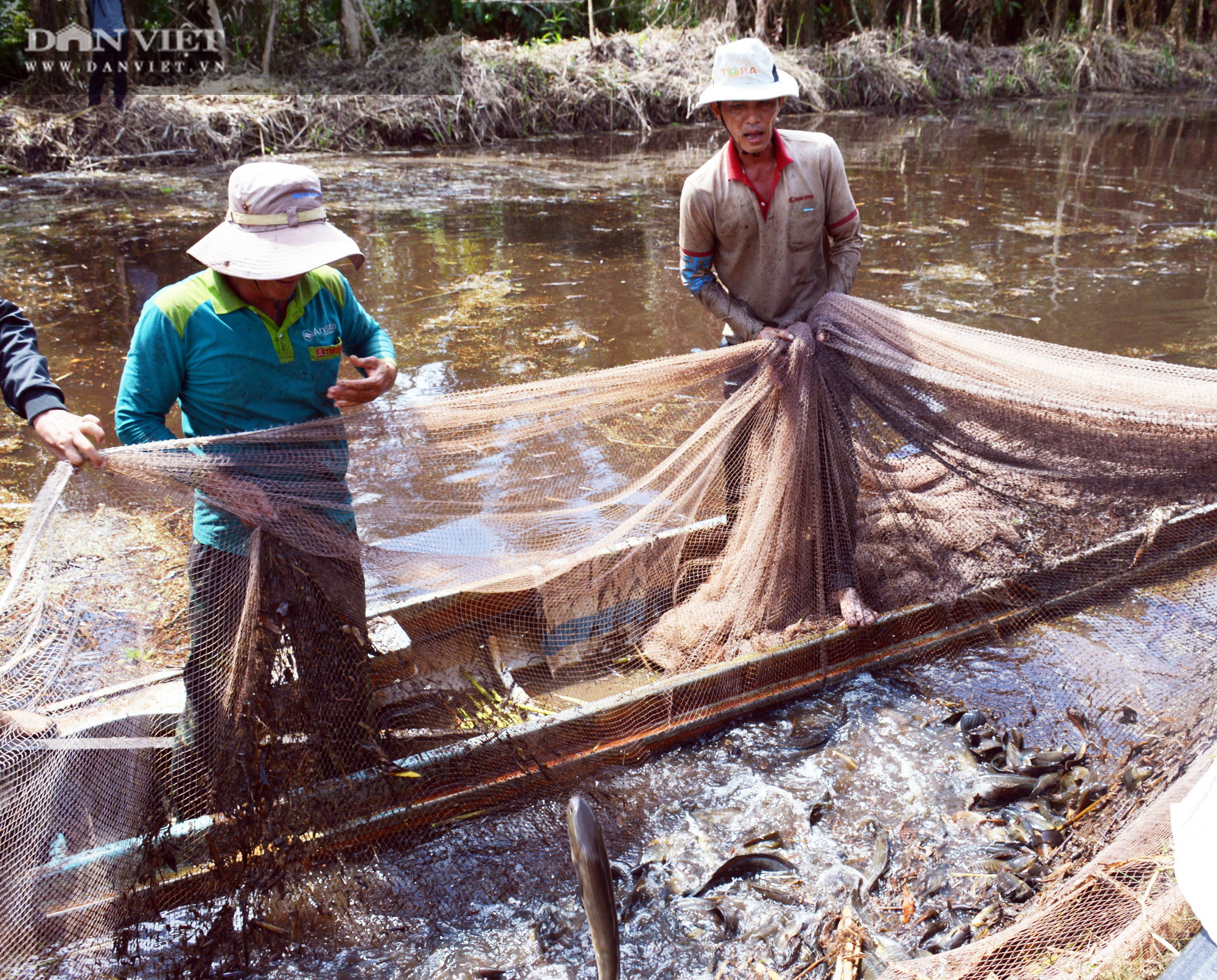 Về vườn quốc gia U Minh Hạ mục sở thị cảnh chụp đìa bắt hàng trăm kg cá đồng - Ảnh 12.