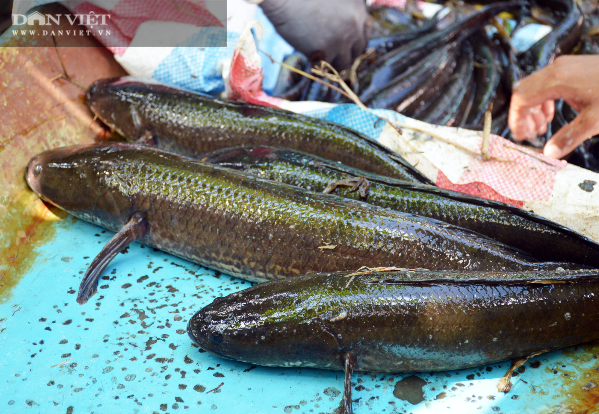 Về vườn quốc gia U Minh Hạ mục sở thị cảnh chụp đìa bắt hàng trăm kg cá đồng - Ảnh 14.