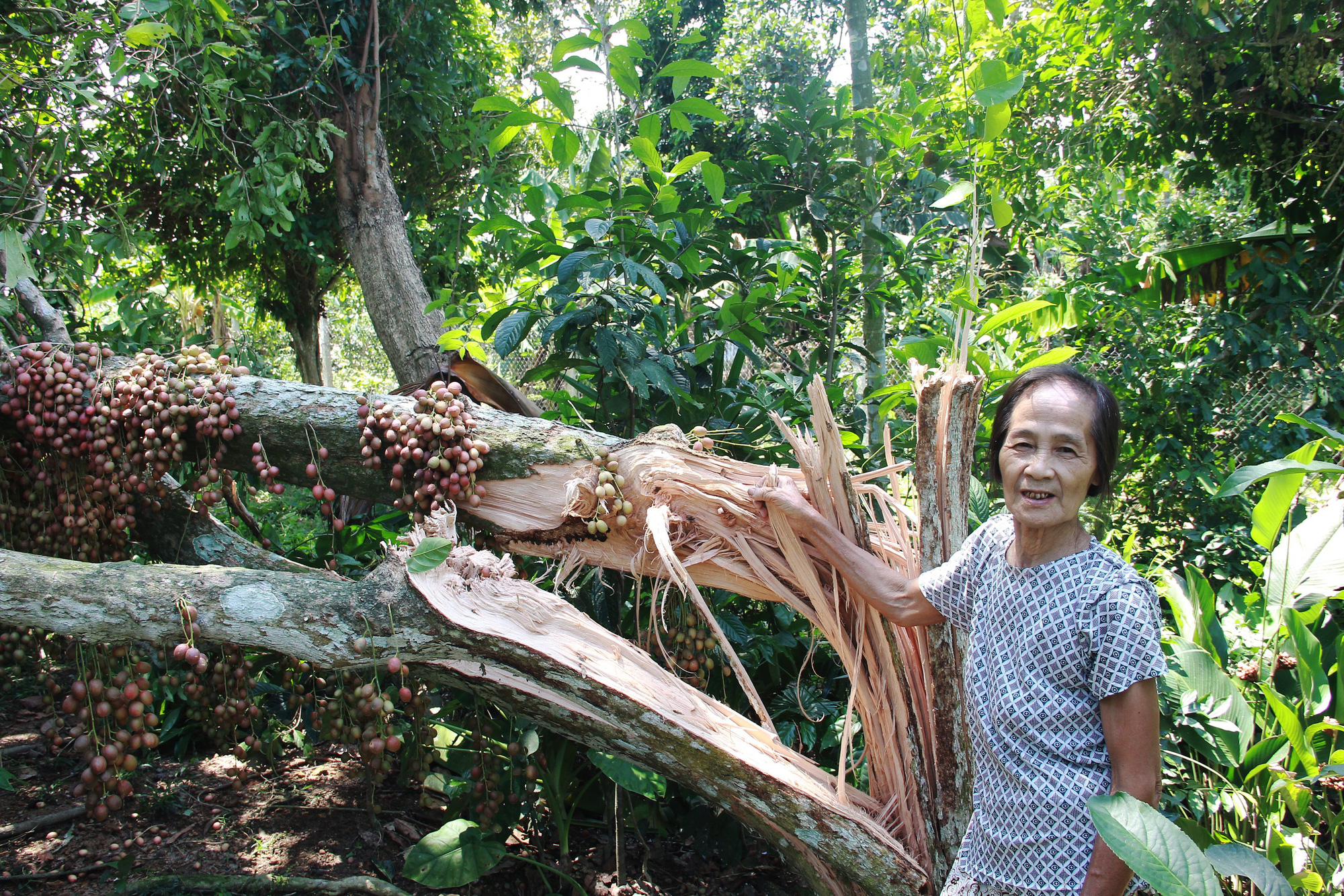 Hà Tĩnh: Lốc xoáy quét qua, hàng trăm ngôi nhà tốc mái, hoa màu hư hỏng nặng, thiệt hại hàng tỷ đồng - Ảnh 6.