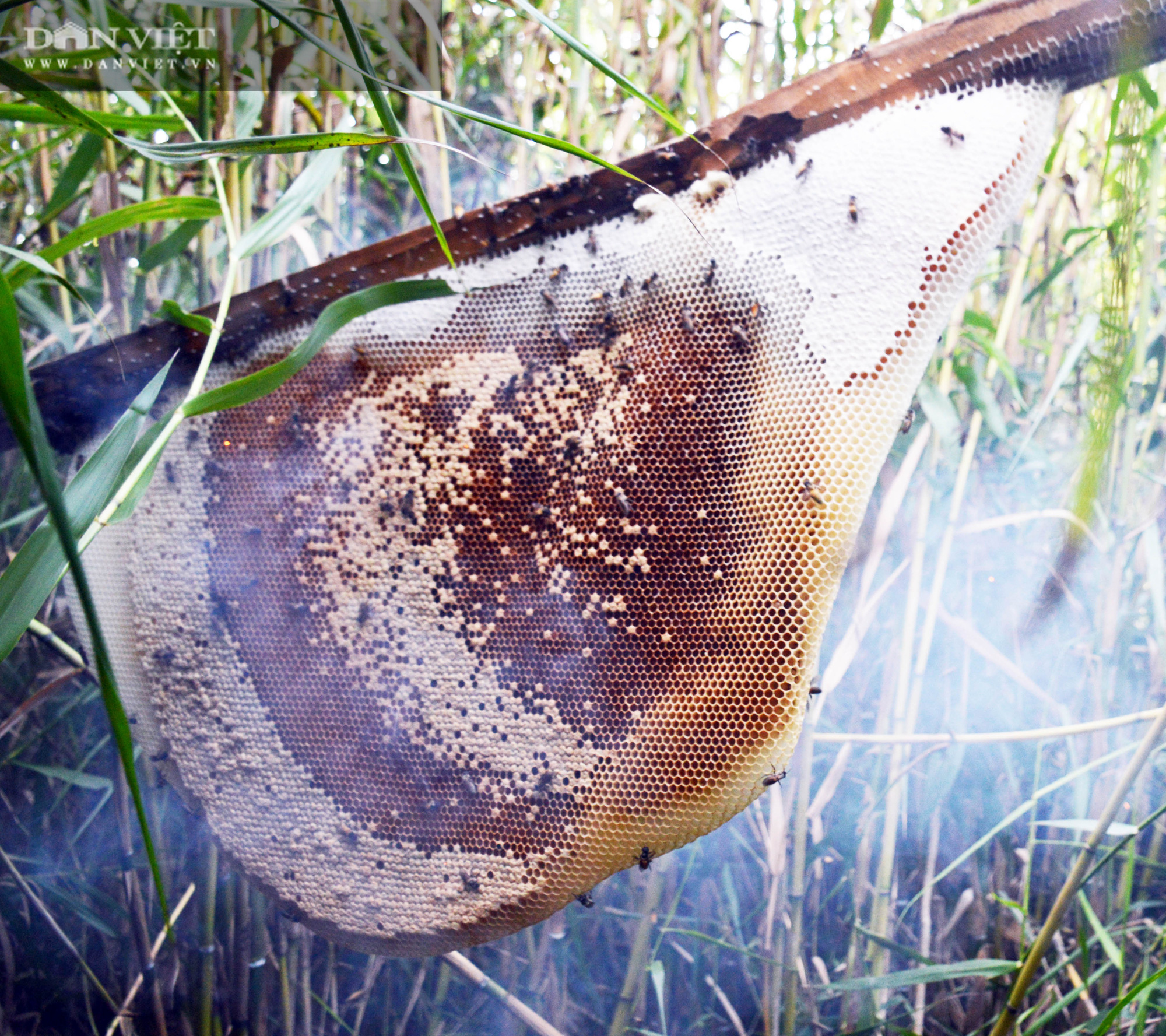 Về U Minh Hạ, lội rừng ăn ong lấy mật, thưởng thức vô số đặc sản trứ danh - Ảnh 8.