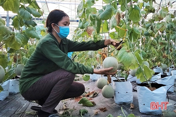 Dưa lưới của một nông dân ở Hà Tĩnh có gì ngon mà &quot;ngồi chễm trệ&quot; lên kệ siêu thị ở Hải Phòng - Ảnh 1.