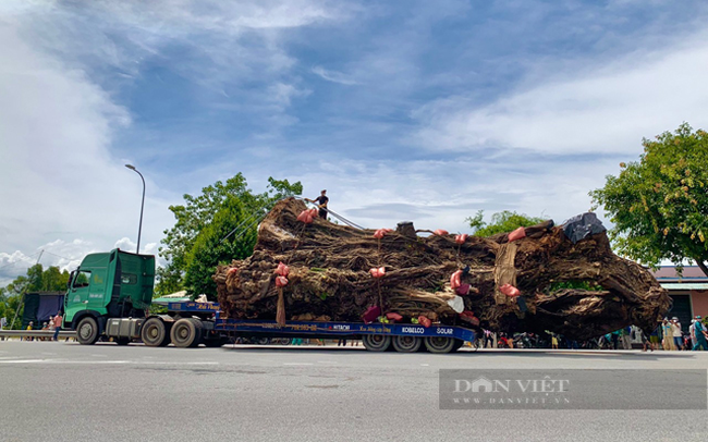 Kể chuyện làng: Truyền kỳ về những cây đa ở làng Phú Nhơn