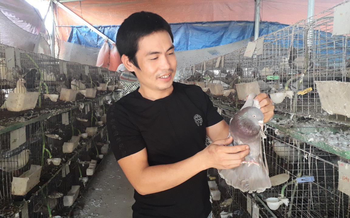 Thái Nguyên: Bỏ đào khoáng sản về gây dựng cơ nghiệp nhờ nuôi loài chim trước được dùng để “đưa thư”