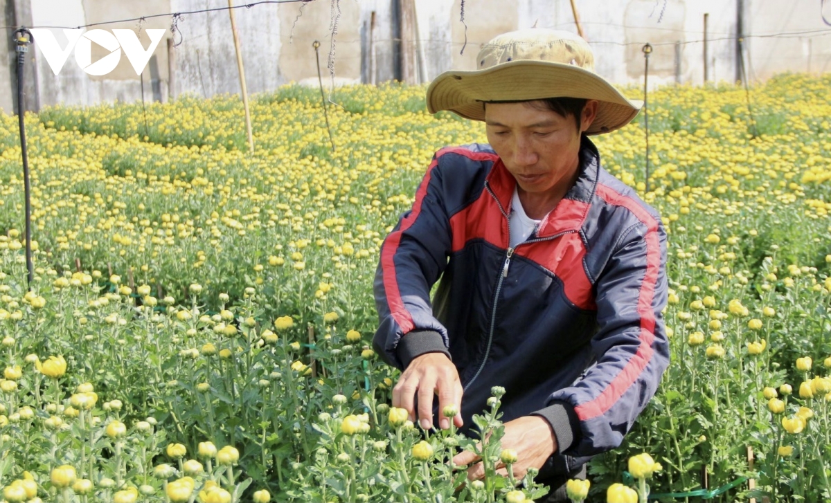 Lo ngại đầu ra, nông dân Bà Rịa - Vũng Tàu giảm diện tích hoa Tết  - Ảnh 3.