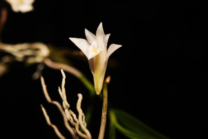 Đây là loài hoa lan rừng mới nhất của tỉnh Khánh Hòa - Ảnh 1.