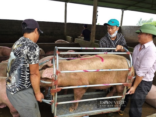 Giá heo hơi còn dưới 30.000 đồng/kg, Cục Chăn nuôi lý giải vì sao chưa đưa thịt lợn vào diện bình ổn giá - Ảnh 1.