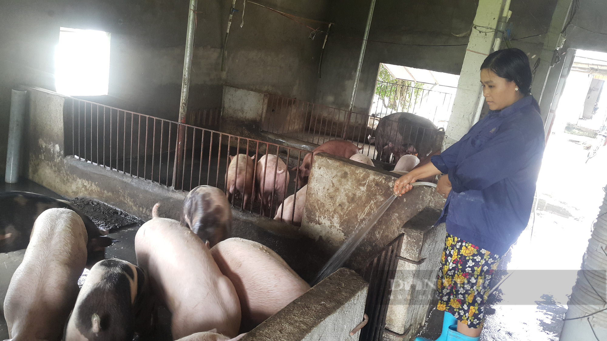 Giá heo hơi còn dưới 30.000 đồng/kg, Cục Chăn nuôi lý giải vì sao chưa đưa thịt lợn vào diện bình ổn giá - Ảnh 2.