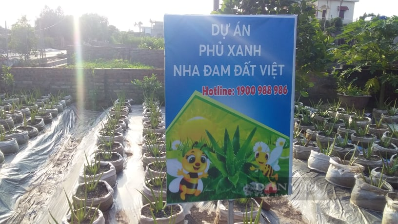 Hải Dương: Sở Nông nghiệp nói gì về dấu hiệu bất thường của mô hình &quot;phủ xanh nha đam đất Việt&quot;  - Ảnh 1.